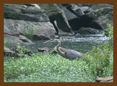heron-great blue 5-22-07 4c1cb.jpg