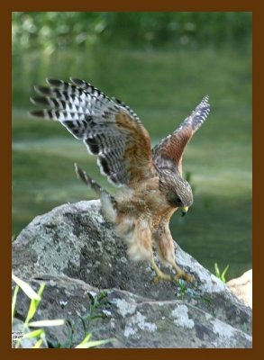 hawk-red-shouldered 5-19-07 4c2cb.jpg