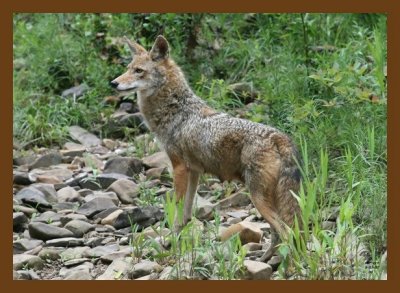 coyote 5-23-07 4c2cb.jpg