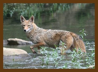 coyote 5-23-07 4c1cb.jpg