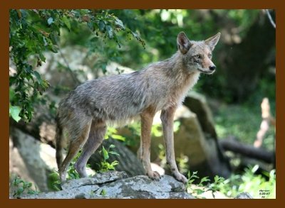 coyote 5-20-07 4c4cb.jpg