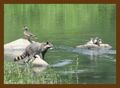 coon-wood-ducks 5-24-07 4c4cb.jpg