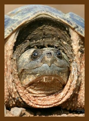 turtle-eastern snapper 5-25-07 4c2cb.jpg