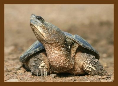 turtle-eastern snapper 5-25-07 4c1cb.jpg