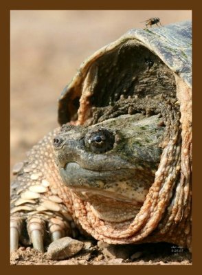 turtle-eastern snapper 5-25-07 4c4cb.jpg