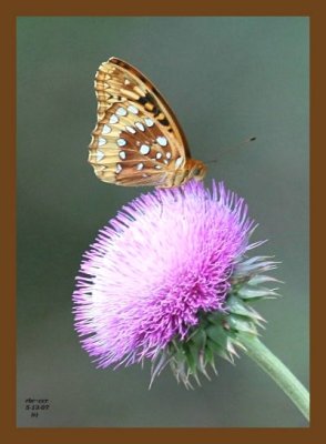 butterfly-thistle 5-13-07 4c1cps.jpg