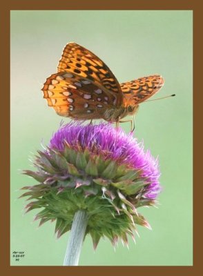 butterfly-thistle 5-25-07 4c1cb.jpg