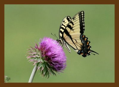 butterfly-thistle 5-26-07 4c1cb.jpg