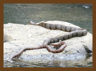 watersnakes-northern-midland 5-26-07 4c1cb.jpg