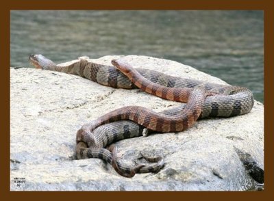 watersnakes-northern-midland 5-26-07 4c2cb.jpg