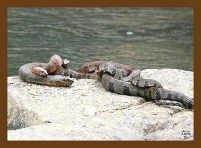 watersnakes-northern-midland 5-26-07 4c4cb.jpg