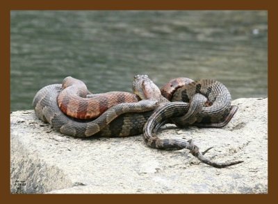 watersnakes-northern-midland 5-26-07 4c6cb.jpg