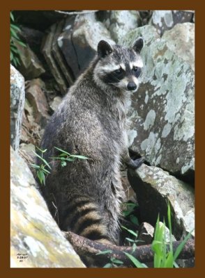 raccoon 5-28-07 4c1cb.jpg