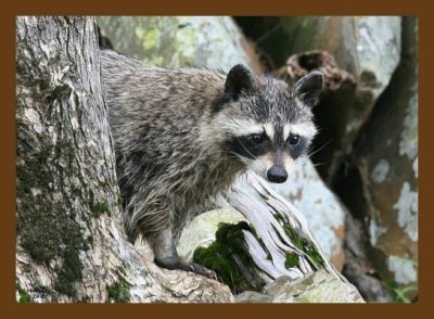 raccoon 5-29-07 4c1cb.jpg