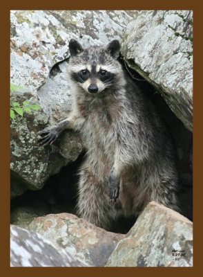 raccoon 5-27-07 4c2cb.jpg