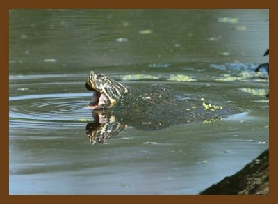 turtle-cooter 5-12-07 4c2cb.jpg