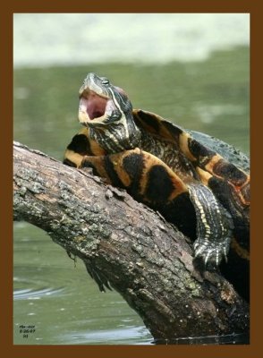 turtle-red-ear slider 5-26-07 4c2cb.jpg