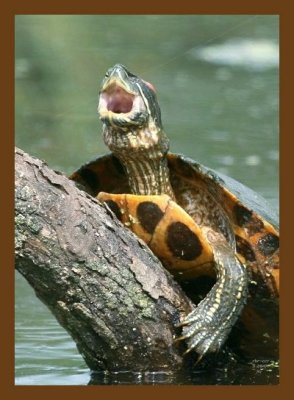 turtle-red-ear slider 5-26-07 4c1cb.jpg