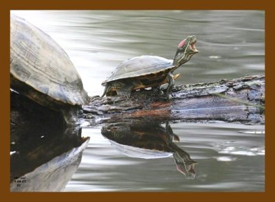 turtle-red-ear slider 5-4-07 cl2cb.jpg