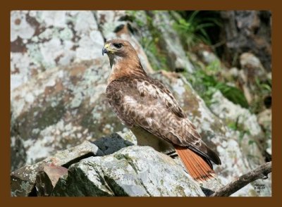 hawk red-tail 5-30-07 4c2cb.jpg