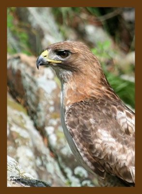 hawk red-tail 5-30-07 4c5cb.jpg