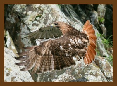 hawk red-tail 5-30-07 4c1cb.jpg