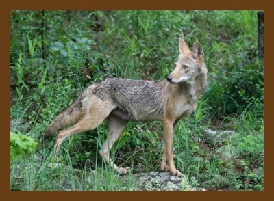 coyote 5-30-07 4c2cb.jpg