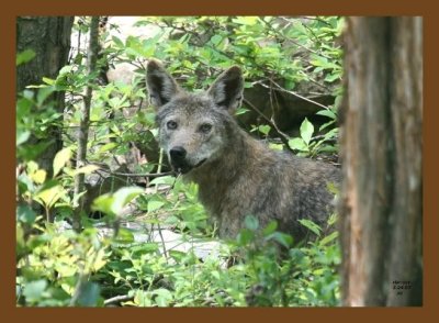 coyote 5-24-07 4c1cb.jpg