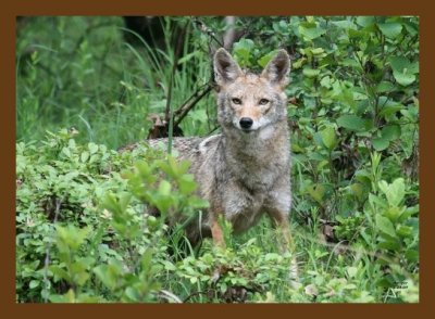 coyote 5-24-07 4c4cb.jpg
