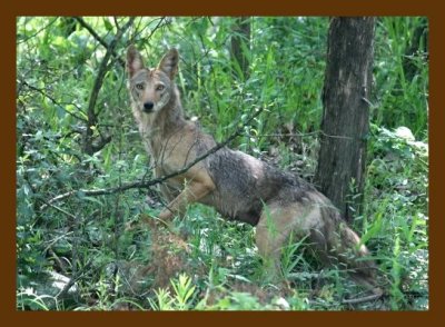 coyote 5-31-07 4c2cb.jpg