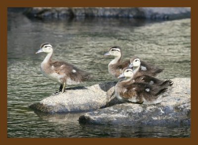 wood-ducks young 5-30-07 4c1cb.jpg