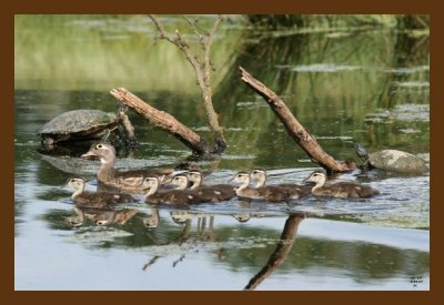 wood-ducks-turtles 5-20-07 4c1cb.jpg