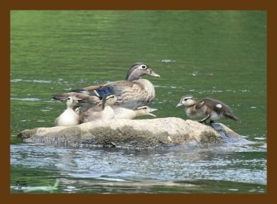 wood-ducks-young 5-24-07 4c2cb.jpg