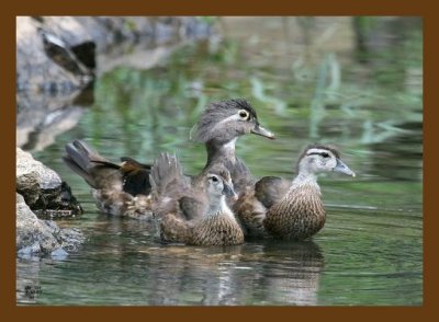 wood-ducks young 5-30-07 4c2cb.jpg
