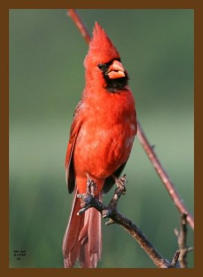 cardinal 5-17-07 4c1cb.jpg