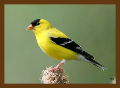 goldfinch-thistle 5-26-07 4c2cb.jpg