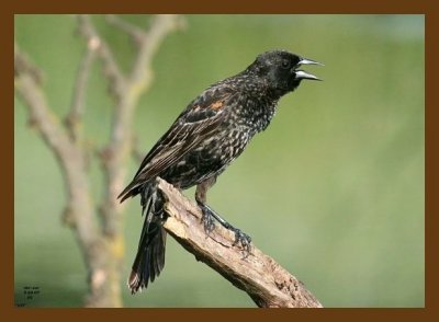 red-wing blackbird 5-23-07 4c3cb.jpg