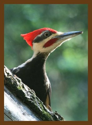 pileated woodpecker 5-21-07 4c2cb.jpg