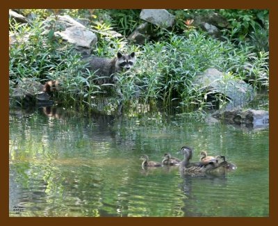 wood-ducks-coon 6-5-07 4c2b.jpg