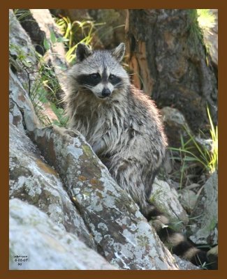 raccoon 6-5-07 4c7b.jpg
