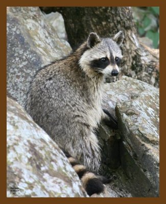 raccoon 6-5-07 4c5b.jpg
