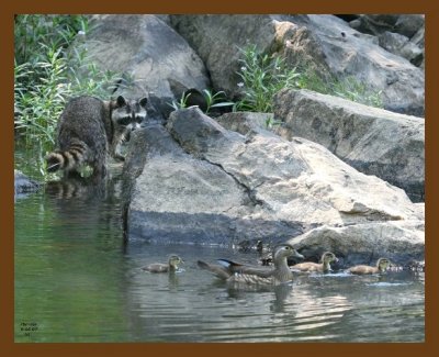 wood-ducks-coon 6-5-07 4c3b.jpg