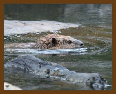 beaver 6-5-07 4c1b.jpg