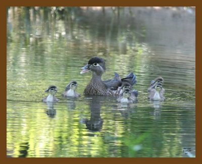 wood-duck young 6-5-07 4c1b.jpg