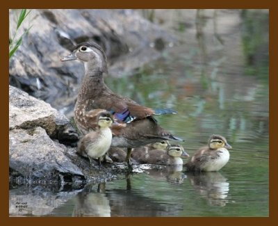 wood-duck young 6-5-07 4c3b.jpg