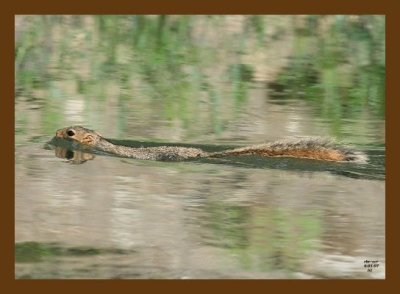fox-squirrel 6-1-07 4c1cb.jpg