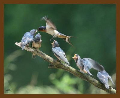 barn swallow young 6-7-07 4c5b.jpg