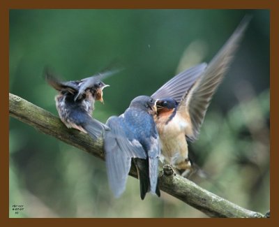 barn swallow young 6-7-07 4c6b.jpg