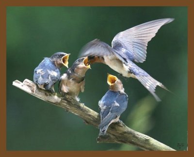 barn swallow young 6-7-07 4c3b.jpg