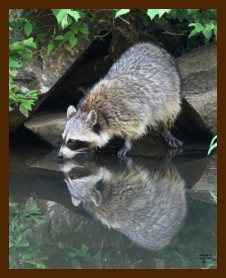 raccoon 6-6-07 4c2b.jpg